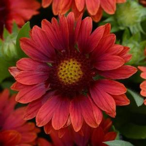 Gaillardia 'Mesa Red' Gaillardia 'Mesa Red'