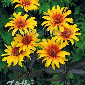 Heliopsis helianthopsis 'Burning Hearts' Heliopsis helianthopsis 'Burning Hearts'
