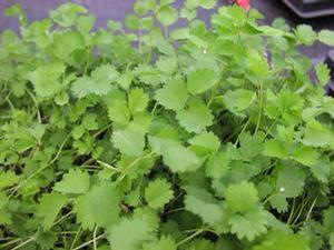 Salad Burnet Salad Burnet