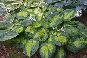 Hosta 'Brother Stephan' Hosta 'Brother Stephan'