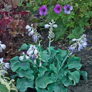 Hosta 'Church Mouse' Hosta 'Church Mouse'