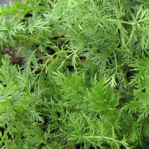 Caraway 