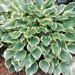 Hosta 'So Sweet' Hosta 'So Sweet'
