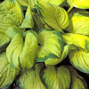 Hosta 'Stained Glass' Hosta 'Stained Glass'