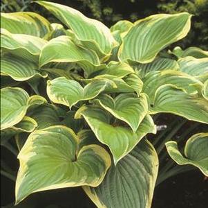 Hosta 'Victory' Hosta 'Victory'