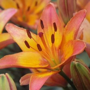 Lilium 'Tango Passions Ladylike' Lilium 'Tango Passions Ladylike'