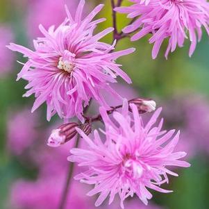 Lychnis f. 'Petite Jenny' Lychnis f. 'Petite Jenny'