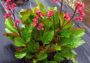 Mukgenia 'Nova Flame™' Mukgenia 'Nova Flame™'