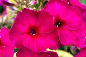 Phlox paniculata 'Goldmine Improved' Phlox paniculata 'Goldmine Improved'
