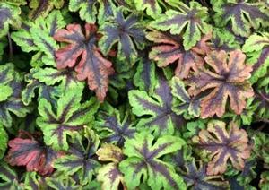 Tiarella 'Jeepers Creepers' Tiarella 'Jeepers Creepers'
