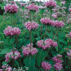 Phlomis cashmeriana Phlomis cashmeriana
