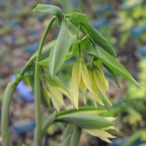 Uvularia grandiflora Uvularia grandiflora