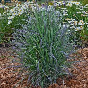 Schizachyrium s. 'Twilight Zone' Schizachyrium s. 'Twilight Zone'