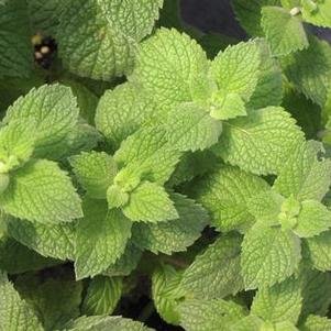 Mint 'Apple' Mint 'Apple'