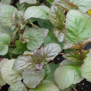 Mint 'Grapefruit' Mint 'Grapefruit'