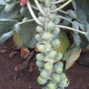 Brussels Sprouts 'Hestia' Brussels Sprouts 'Hestia'