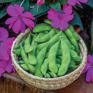 Edamame Soybeans 'Chiba' Edamame Soybeans 'Chiba'