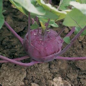 Kohlrabi 'Purple Splendor' Kohlrabi 'Purple Splendor'
