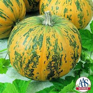 Pumpkin 'Pepitas F1' Pumpkin 'Pepitas F1'