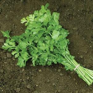 Cilantro  'Jantar'