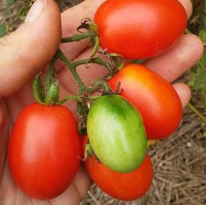 Tomato 'Principe Bhorgese' Tomato 'Principe Bhorgese'
