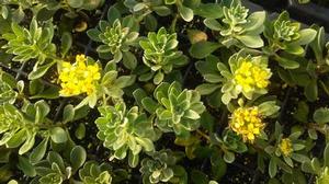 Alyssum 'Golden Spring' Alyssum 'Golden Spring'