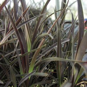 Phormium cookianum cookianum 'Purple Mountain' Phormium cookianum cookianum 'Purple Mountain'