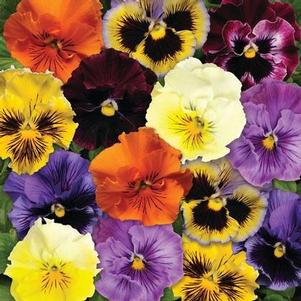 Pansy 'Frizzle Sizzle Mix' Pansy 'Frizzle Sizzle Mix'
