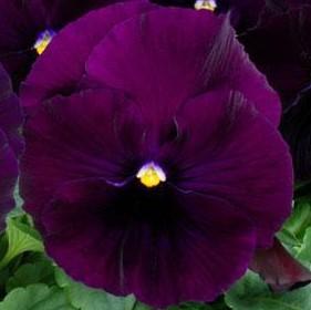 Pansy 'Spring Matrix Purple' Pansy 'Spring Matrix Purple'
