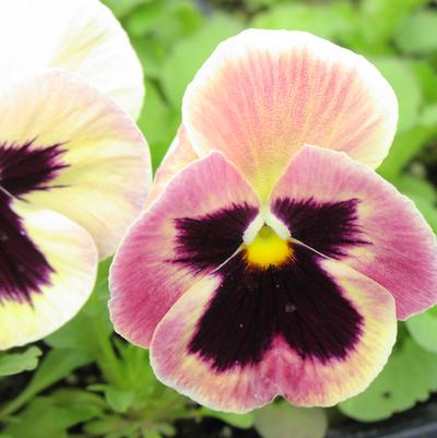 Pansy 'Majestic Giants Sherry Blotch' Pansy 'Majestic Giants Sherry Blotch'