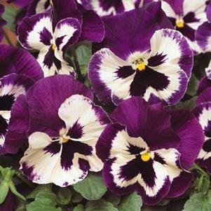 Pansy 'Spring Matrix Purple White' Pansy 'Spring Matrix Purple White'