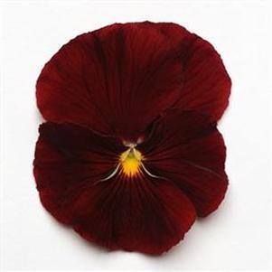 Pansy 'Spring Matrix Scarlet' Pansy 'Spring Matrix Scarlet'
