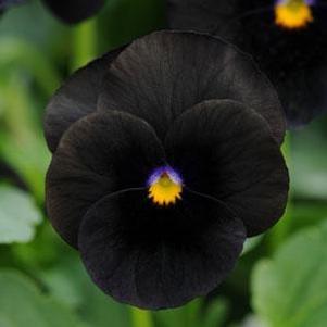 Viola 'Sorbet Black Delight' Viola 'Sorbet Black Delight'