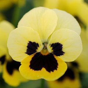 Viola 'Sorbet XP Primrose Blotch' Viola 'Sorbet XP Primrose Blotch'