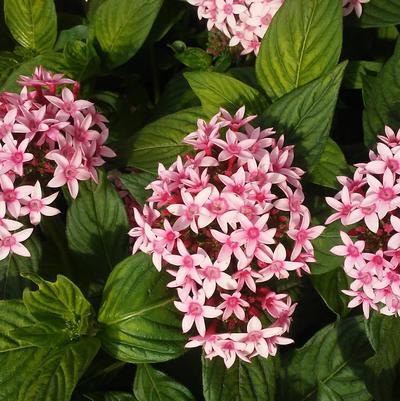 Pentas 'Falling Stars Pink Bicolor' Pentas 'Falling Stars Pink Bicolor'