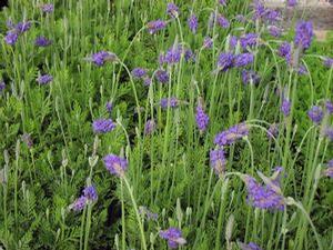 Lavender pinnata 'Fern Leaf' Lavender pinnata 'Fern Leaf'
