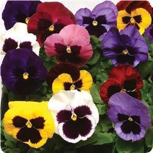 Pansy 'Matrix Blotch Mix' Pansy 'Matrix Blotch Mix'