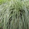 Carex x 'Feather Falls' Carex x 'Feather Falls'