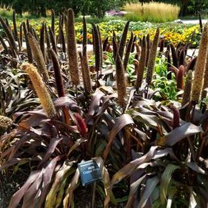 Ornamental Millet 'Copper Prince' Ornamental Millet 'Copper Prince'