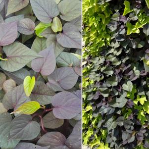 Ipomoea 'SolarTower Black' Ipomoea 'SolarTower Black'