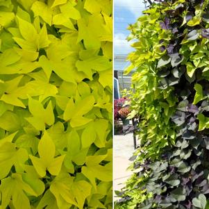 Ipomoea 'SolarTower Lime' Ipomoea 'SolarTower Lime'