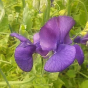 Lathyrus 'Royal Family Navy Blue' Lathyrus 'Royal Family Navy Blue'