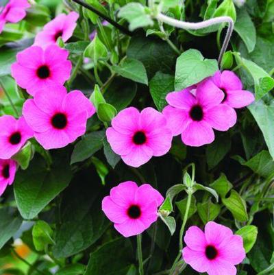 Thunbergia 'Sunny Susie Rose Sensation' Thunbergia 'Sunny Susie Rose Sensation'