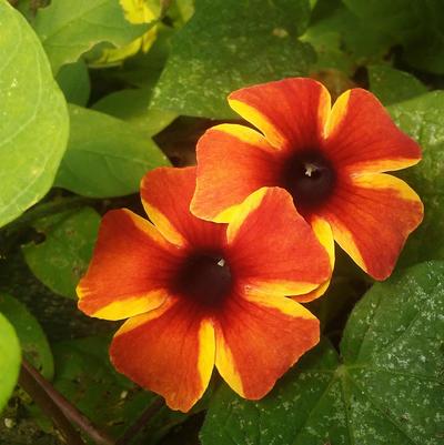 Thunbergia 'Tangerine Slice A-Peel®' Thunbergia 'Tangerine Slice A-Peel®'