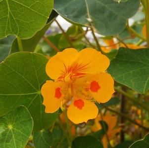 Tropaeolum minus 'Elf's Cap' Tropaeolum minus 'Elf's Cap'