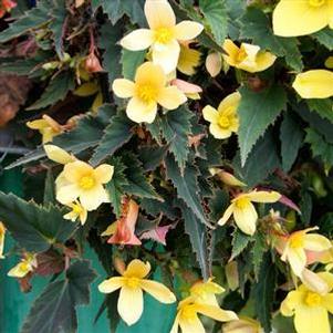 Begonia boliviensis 'Mistral Yellow' Begonia boliviensis 'Mistral Yellow'