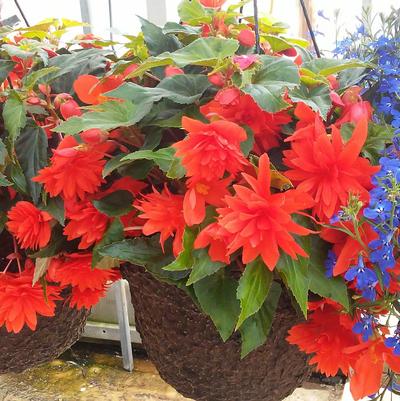 Begonia 'Belaconia™ Hot Orange' Begonia 'Belaconia™ Hot Orange'