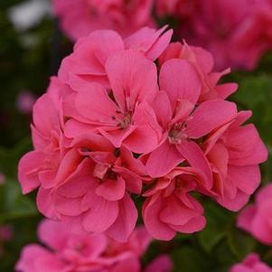 Geranium 'Precision™ Pink Flamingo' Geranium 'Precision™ Pink Flamingo'