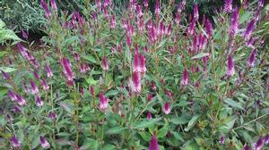 Celosia 'Asian Garden' Celosia 'Asian Garden'