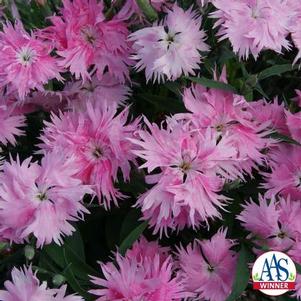 Dianthus interspecific 'Supra Pink F1' Dianthus interspecific 'Supra Pink F1'